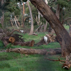 White Kangaroo